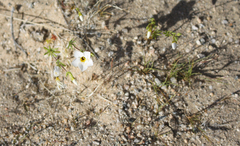 Leptosiphon chrysanthus decorus