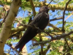 Psalidoprocne pristoptera