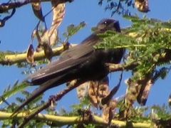 Psalidoprocne pristoptera