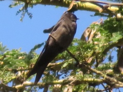 Psalidoprocne pristoptera