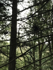 Arceuthobium tsugense