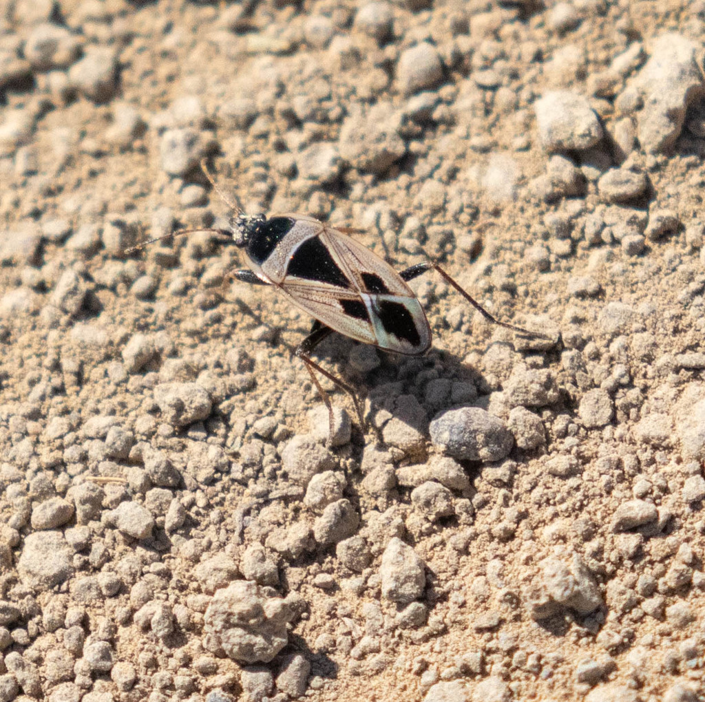 Mediterranean Seed Bug from Mount Diablo State Park, Contra Costa ...