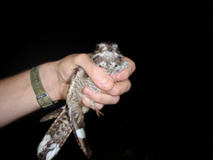 Caprimulgus poliocephalus guttifer