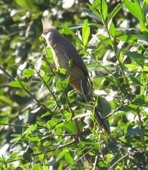 Colius striatus integralis