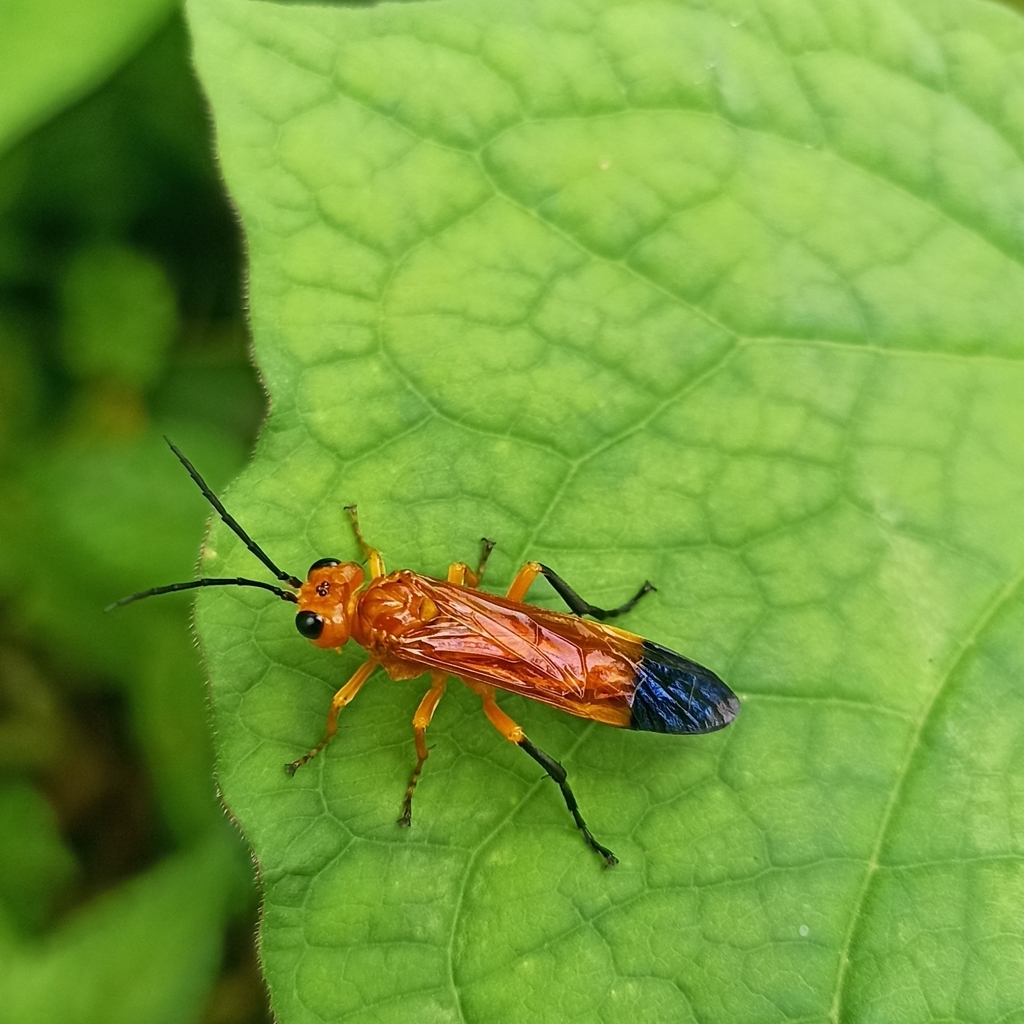 Tenthredo genitalis