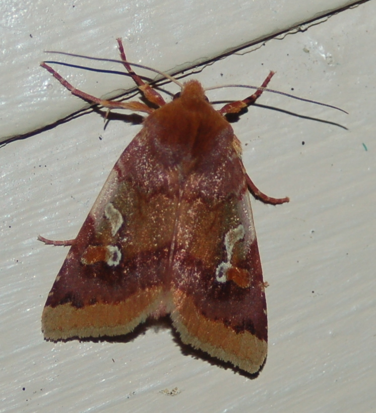 Agrochola pulchella