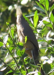 Colius striatus integralis