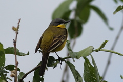Motacilla flava thunbergi