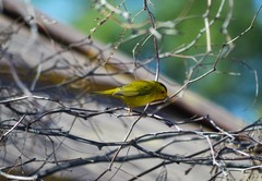 Cardellina pusilla