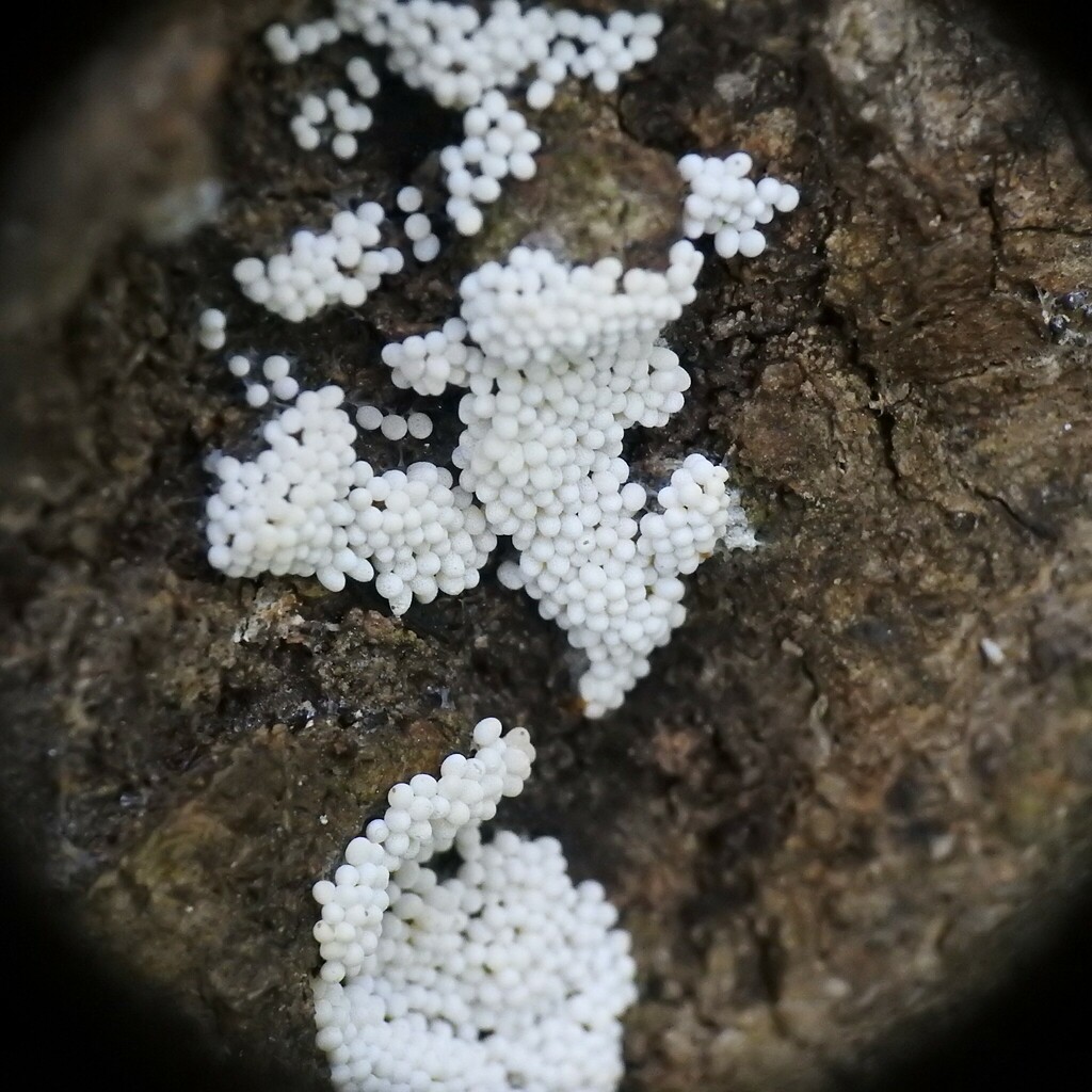 Diderma Diderma in August 2023 by Donna J. Parry. ID tentative. Really don't ...