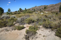 Dicerothamnus adpressus