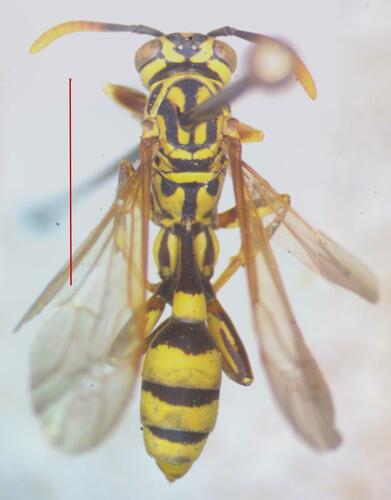 Mischocyttarus basimacula