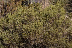 Dicerothamnus adpressus