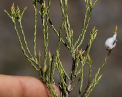 Dicerothamnus adpressus
