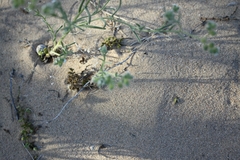 Cryptantha pterocarya