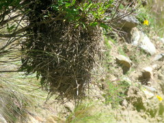 Phacellodomus striaticeps