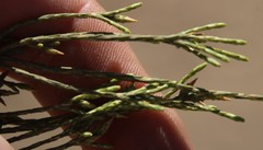 Dicerothamnus adpressus