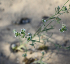 Cryptantha pterocarya