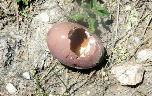 Tinamidae
