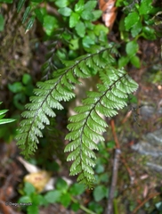 Hymenophyllum pectinatum