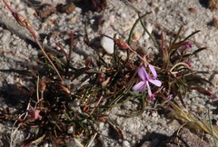 Pelargonium coronopifolium
