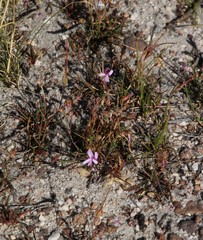 Pelargonium coronopifolium