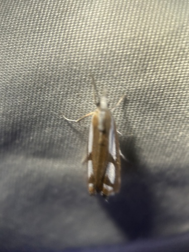 Two-banded Catoptria Moth photo 3