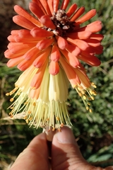 Kniphofia caulescens