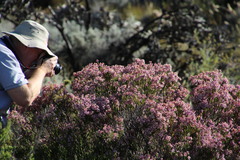 Erica verecunda