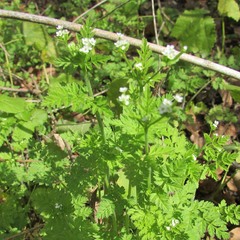 Chaerophyllum tainturieri tainturieri