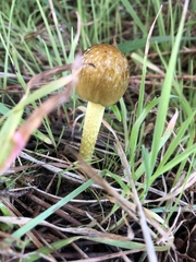 Bolbitius titubans var. olivaceus image