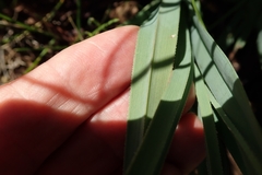 Kniphofia caulescens