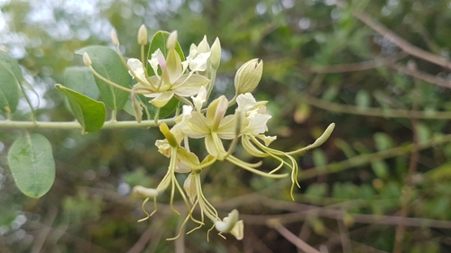 Image of Cadaba fruticosa by (c) Samartha S G, some rights reserved (CC BY)