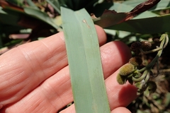 Kniphofia caulescens
