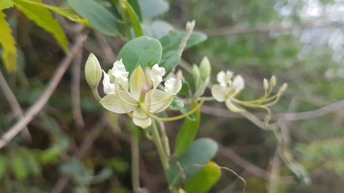 Image of Cadaba fruticosa by (c) Samartha S G, some rights reserved (CC BY)