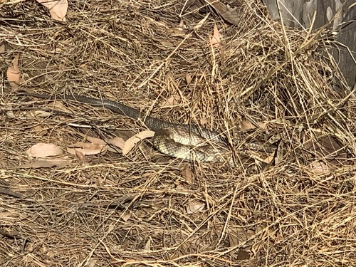 Tiger Snake sighting