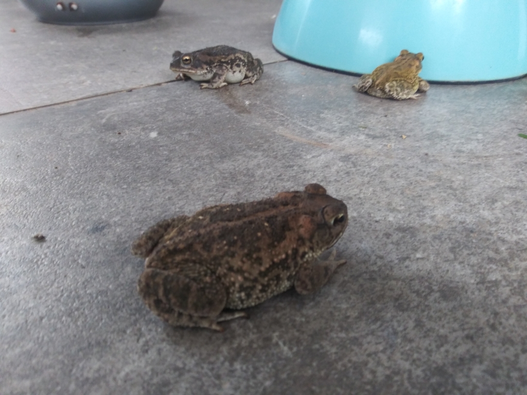 Sinaloa toad from 82275 Sin., México on August 9, 2023 at 09:57 AM by ...