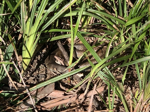 Tiger Snake sighting