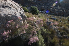 Erica verecunda