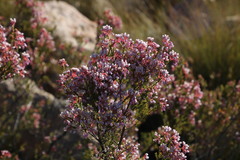 Erica verecunda