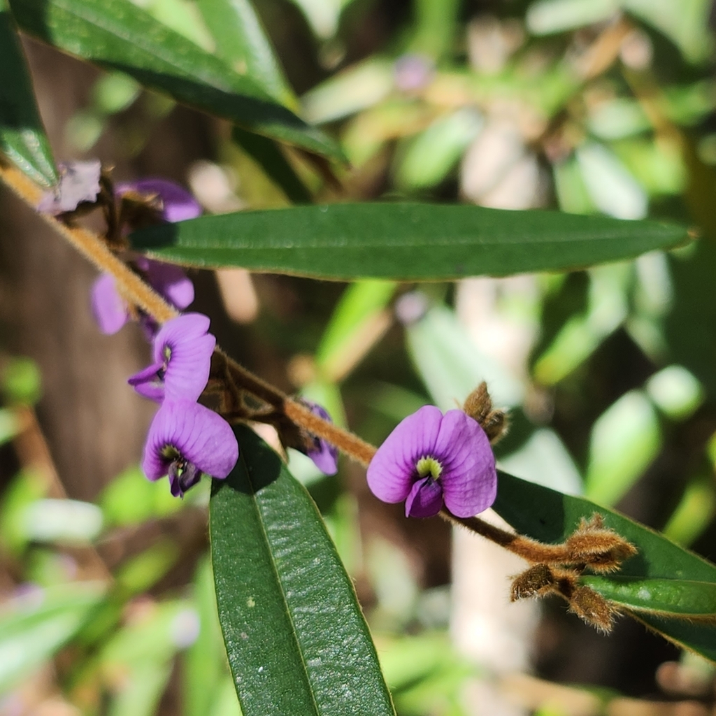 Purple Bush Pea From Springwood Qld Australia On August