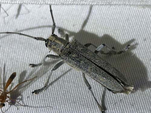 Poplar Borer photo 3