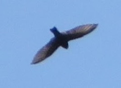 Psalidoprocne pristoptera