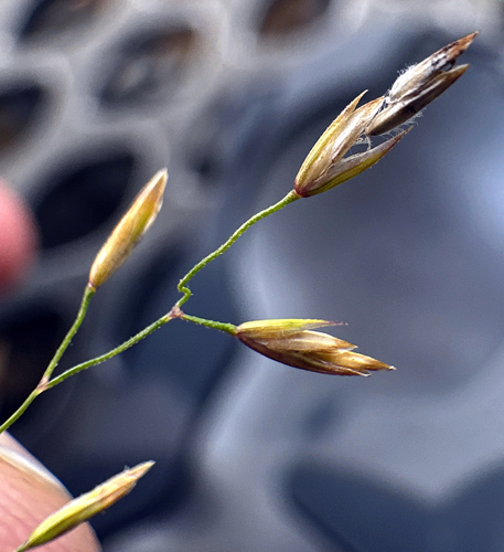 Poa palustris iNat (1)