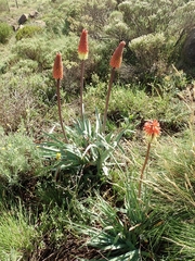Kniphofia caulescens