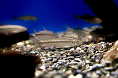 Biwa Moroko Gudgeon photo 1
