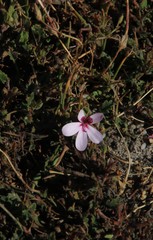 Pelargonium capillare