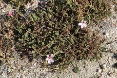 Pelargonium capillare