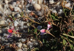 Pelargonium capillare