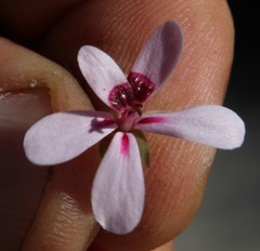 Pelargonium capillare